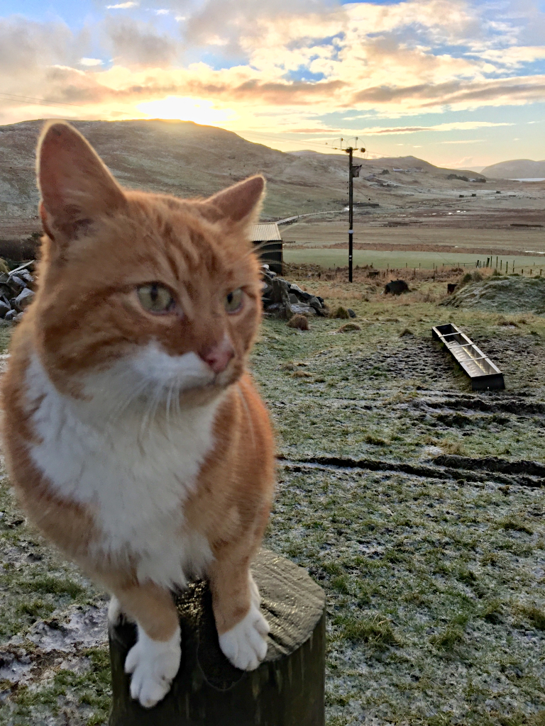 sheltland cat rescue billy