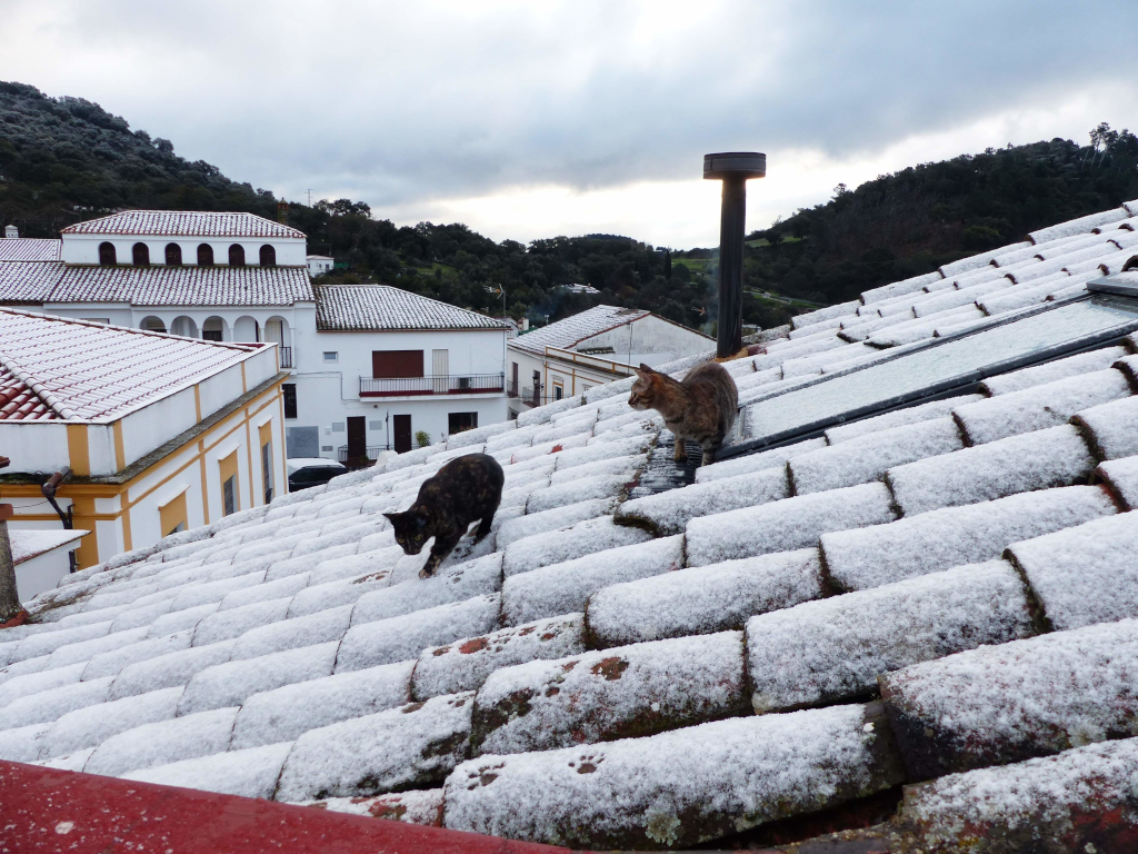 shetland cat rescue almonaster la real