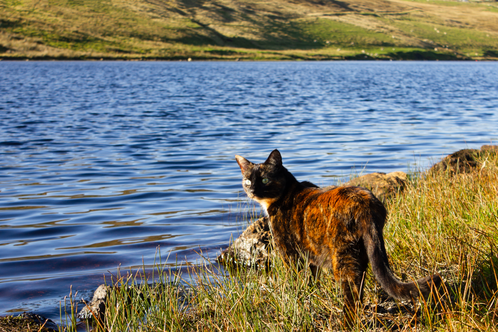 shetland cat rescue hetty