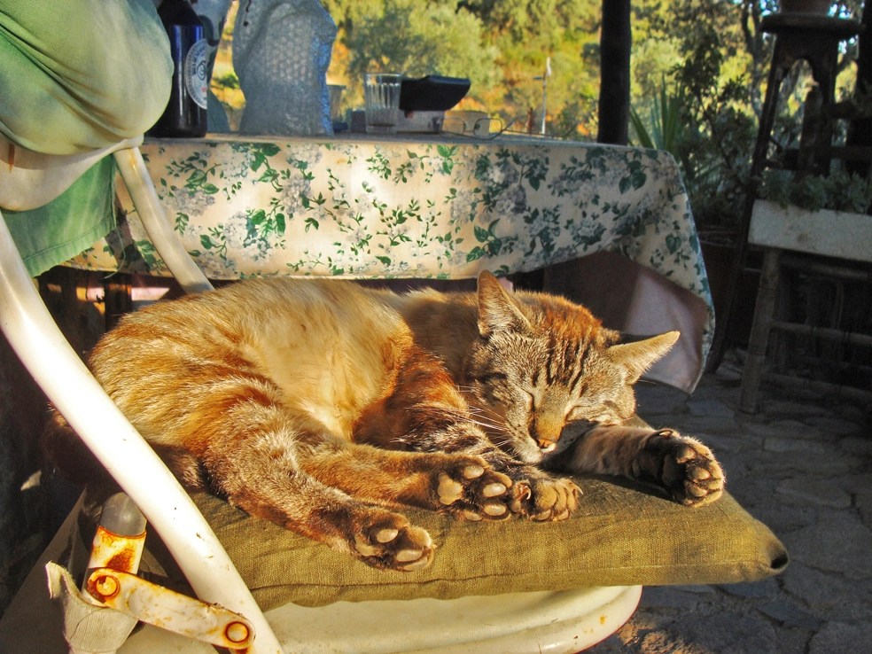 shetland cat rescue oso