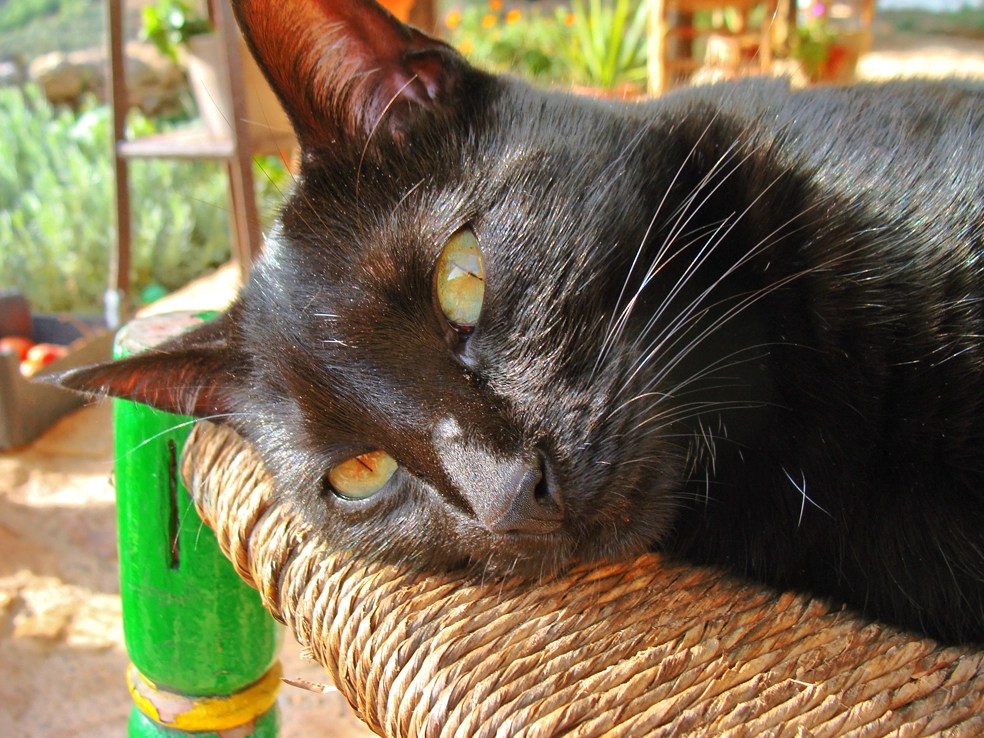 shetland cat rescue plush